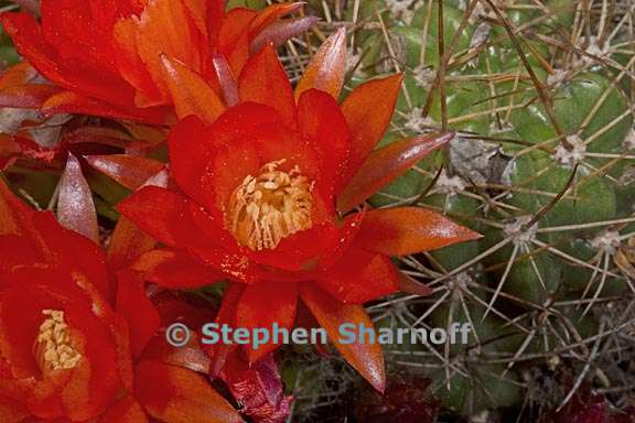 echinopsis pentlandii 3 graphic